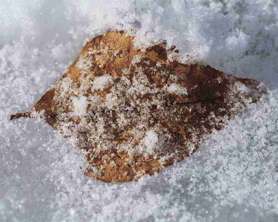 Seasonal Gems - Mixa Image Library ></a>
<script language=JavaScript> 
  var txt = 