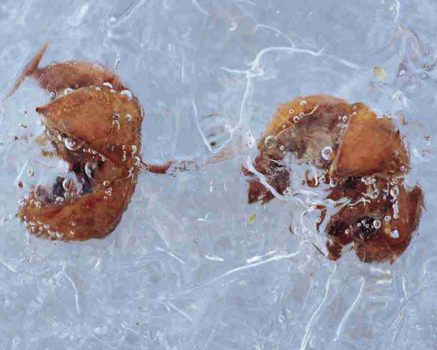 Seasonal Gems - Mixa Image Library ></a>
<script language=JavaScript> 
  var txt = 