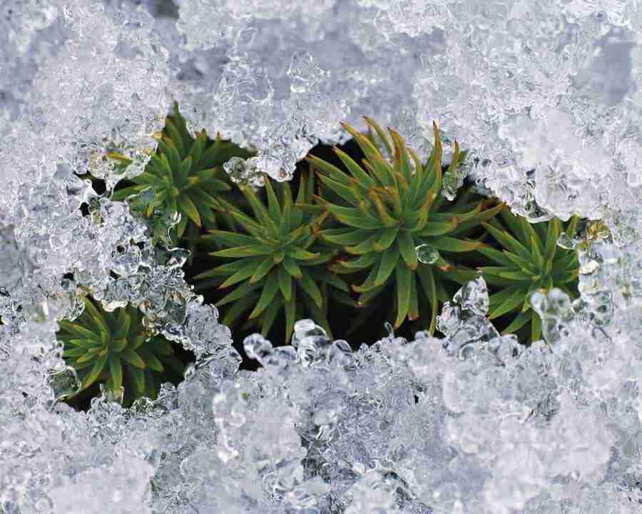 Seasonal Gems - Mixa Image Library ></a>
<script language=JavaScript> 
  var txt = 