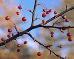 Mixa Image Library: Seasonal Gems 2 