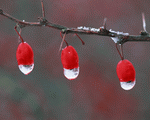 Mixa Image Library: Seasonal Gems 2 