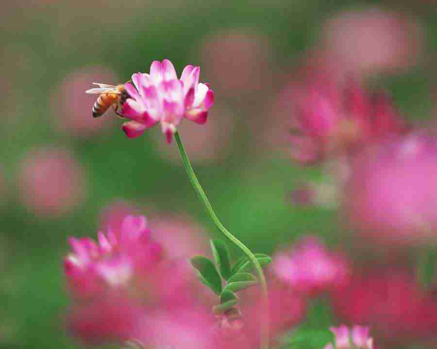 Seasonal Gems 2 - Mixa Image Library ></a>
<script language=JavaScript> 
  var txt = 