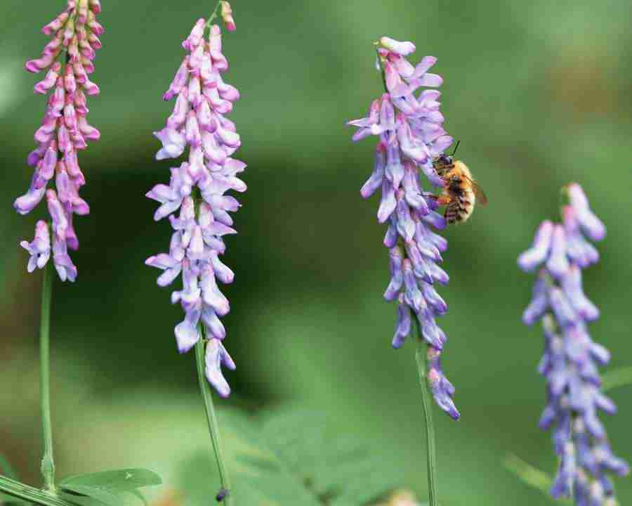 Seasonal Gems 2 - Mixa Image Library ></a>
<script language=JavaScript> 
  var txt = 