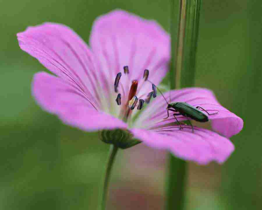 Seasonal Gems 2 - Mixa Image Library ></a>
<script language=JavaScript> 
  var txt = 