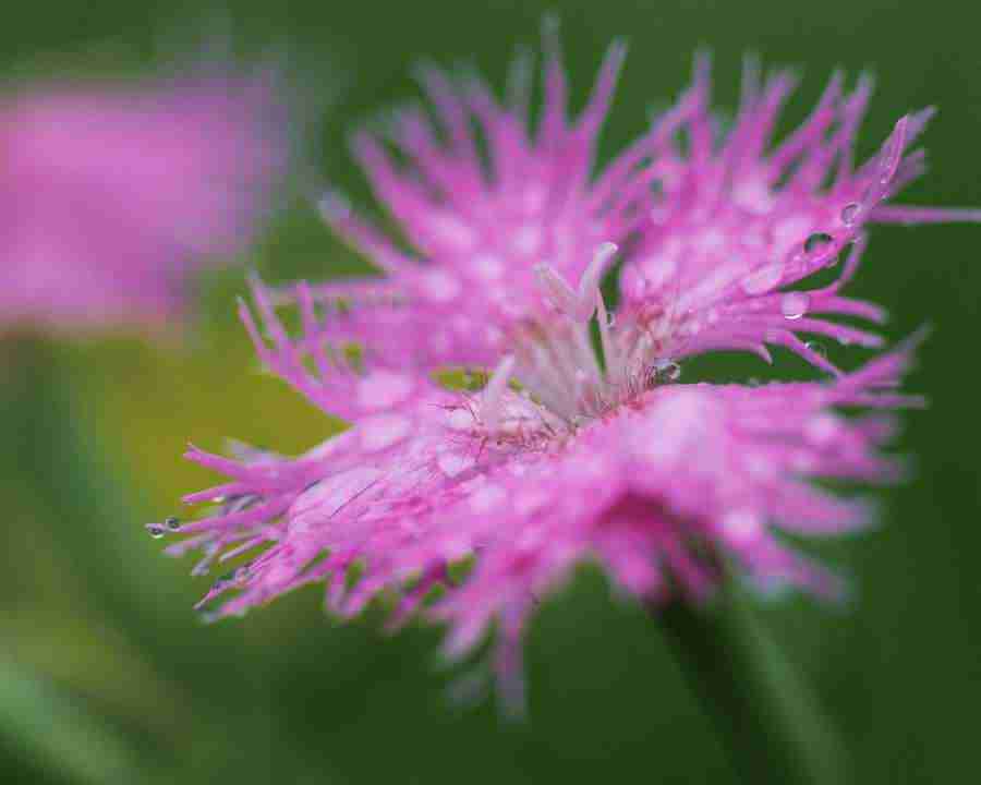 Seasonal Gems 2 - Mixa Image Library ></a>
<script language=JavaScript> 
  var txt = 