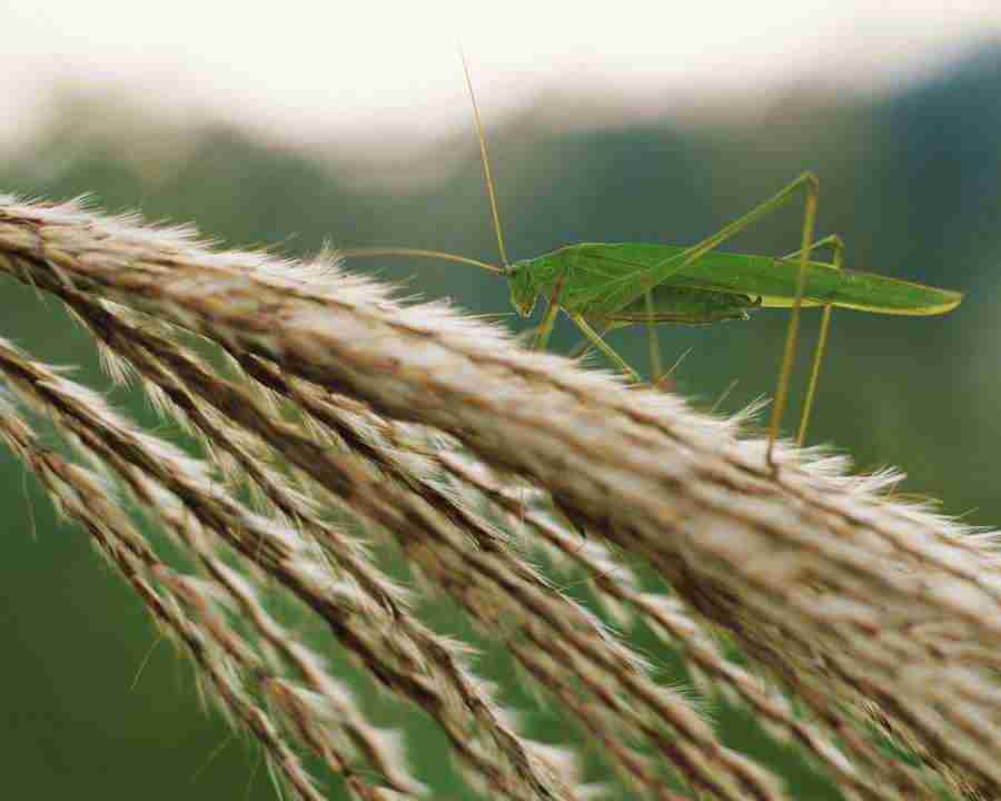 Seasonal Gems 2 - Mixa Image Library ></a>
<script language=JavaScript> 
  var txt = 