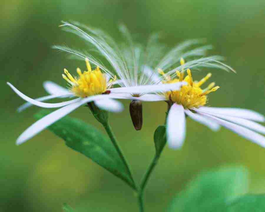 Seasonal Gems 2 - Mixa Image Library ></a>
<script language=JavaScript> 
  var txt = 