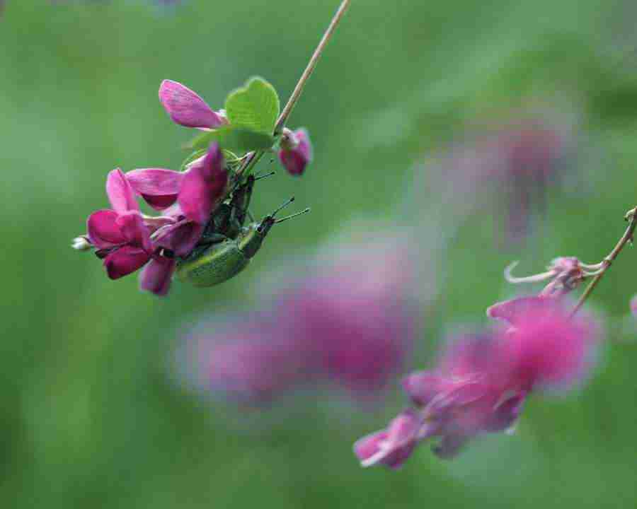 Seasonal Gems 2 - Mixa Image Library ></a>
<script language=JavaScript> 
  var txt = 