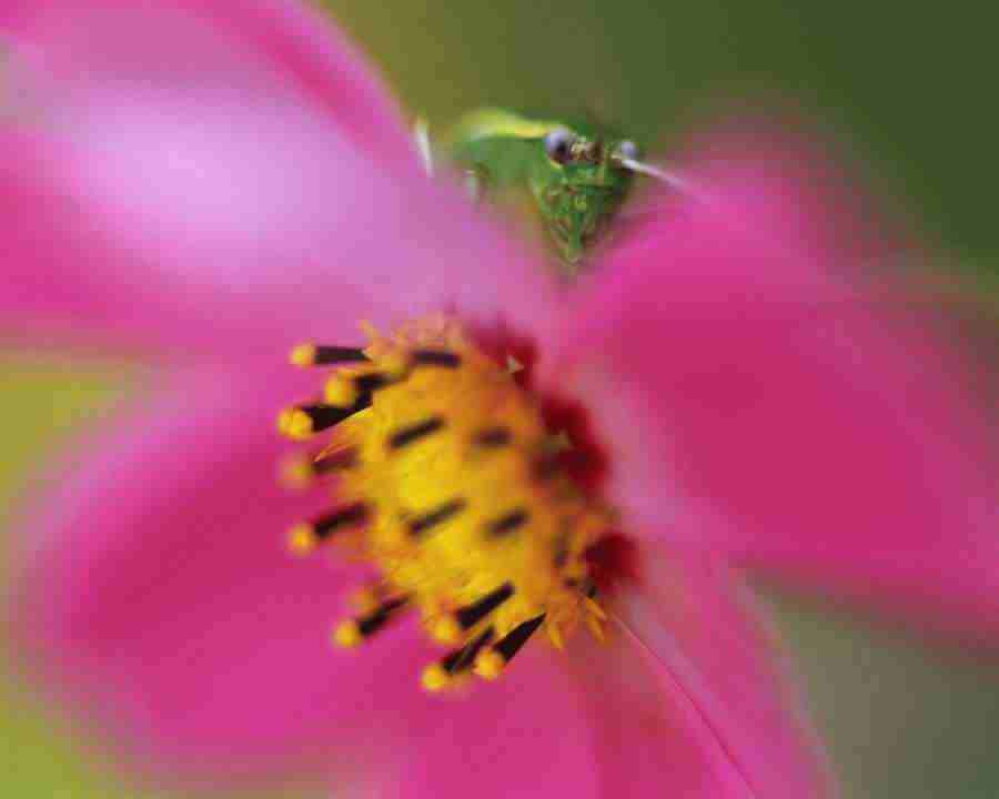 Seasonal Gems 2 - Mixa Image Library ></a>
<script language=JavaScript> 
  var txt = 