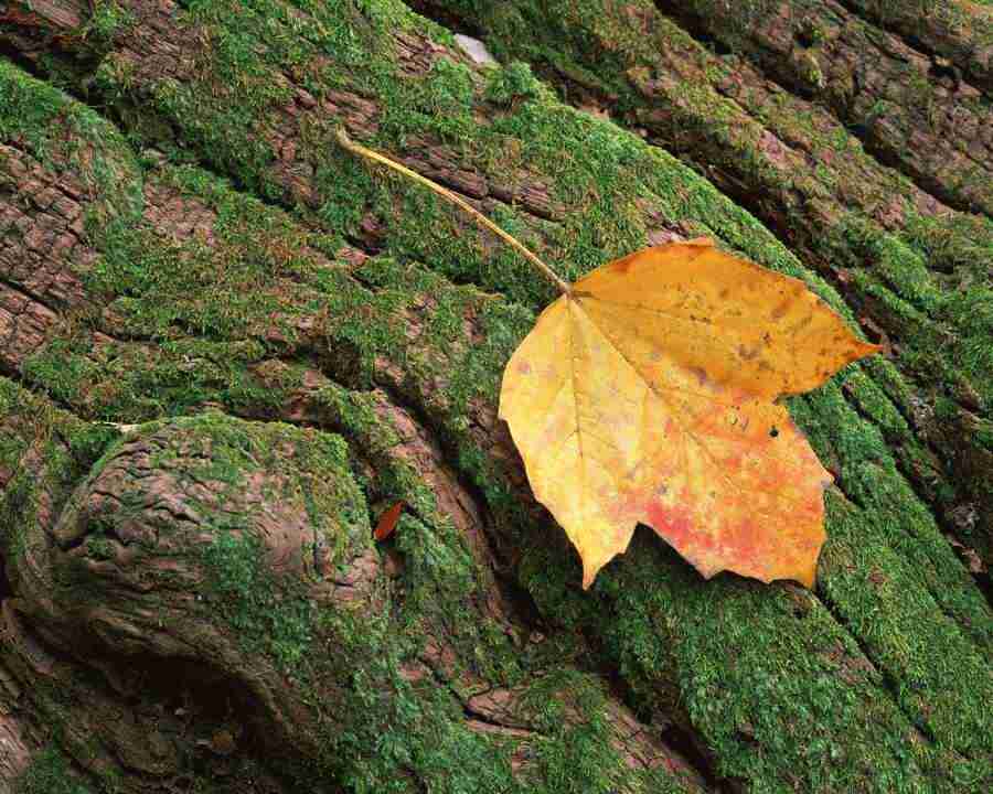 Seasonal Gems 2 - Mixa Image Library ></a>
<script language=JavaScript> 
  var txt = 