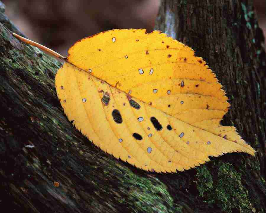 Seasonal Gems 2 - Mixa Image Library ></a>
<script language=JavaScript> 
  var txt = 