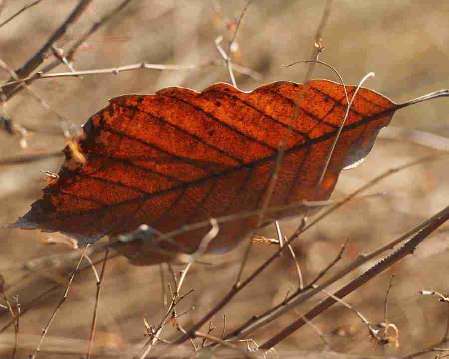 Seasonal Gems 2 - Mixa Image Library ></a>
<script language=JavaScript> 
  var txt = 