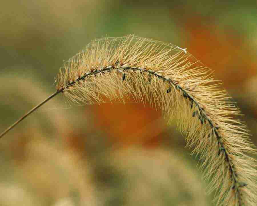 Seasonal Gems 2 - Mixa Image Library ></a>
<script language=JavaScript> 
  var txt = 