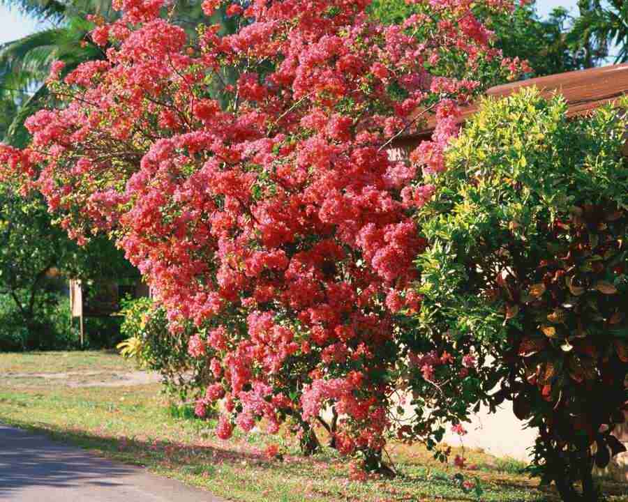 Tropical Vacation - Mixa Image Library ></a>
<script language=JavaScript> 
  var txt = 