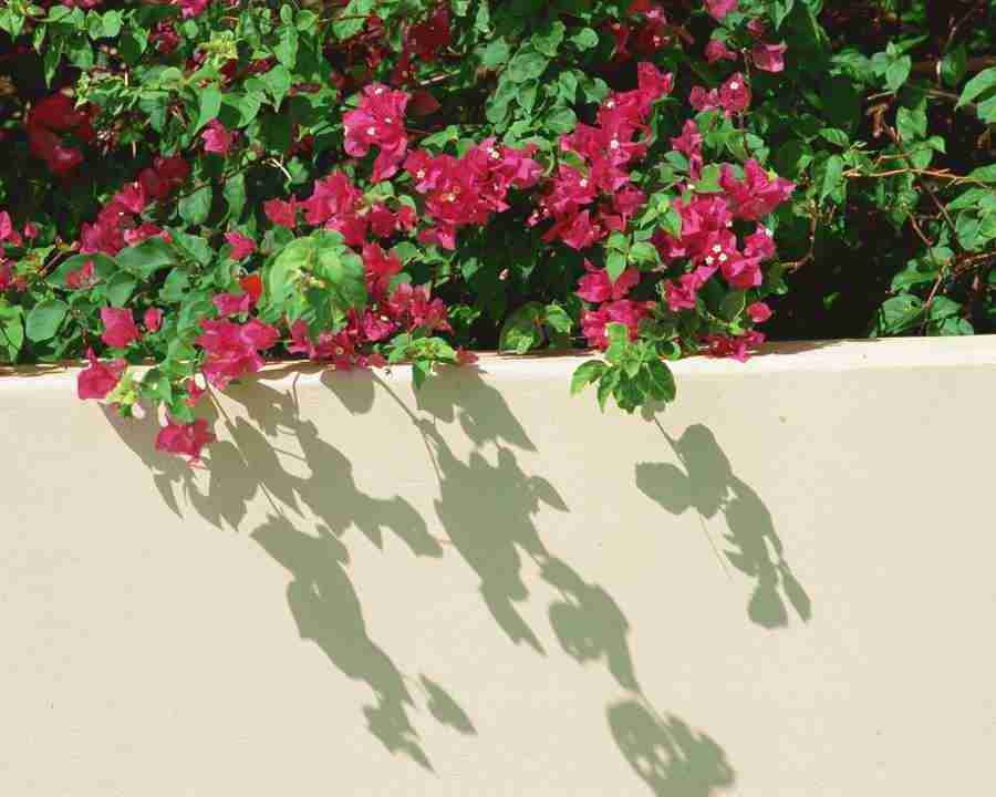 Tropical Vacation - Mixa Image Library ></a>
<script language=JavaScript> 
  var txt = 