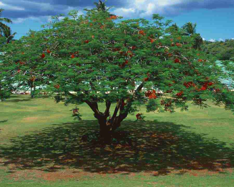 Tropical Vacation - Mixa Image Library ></a>
<script language=JavaScript> 
  var txt = 