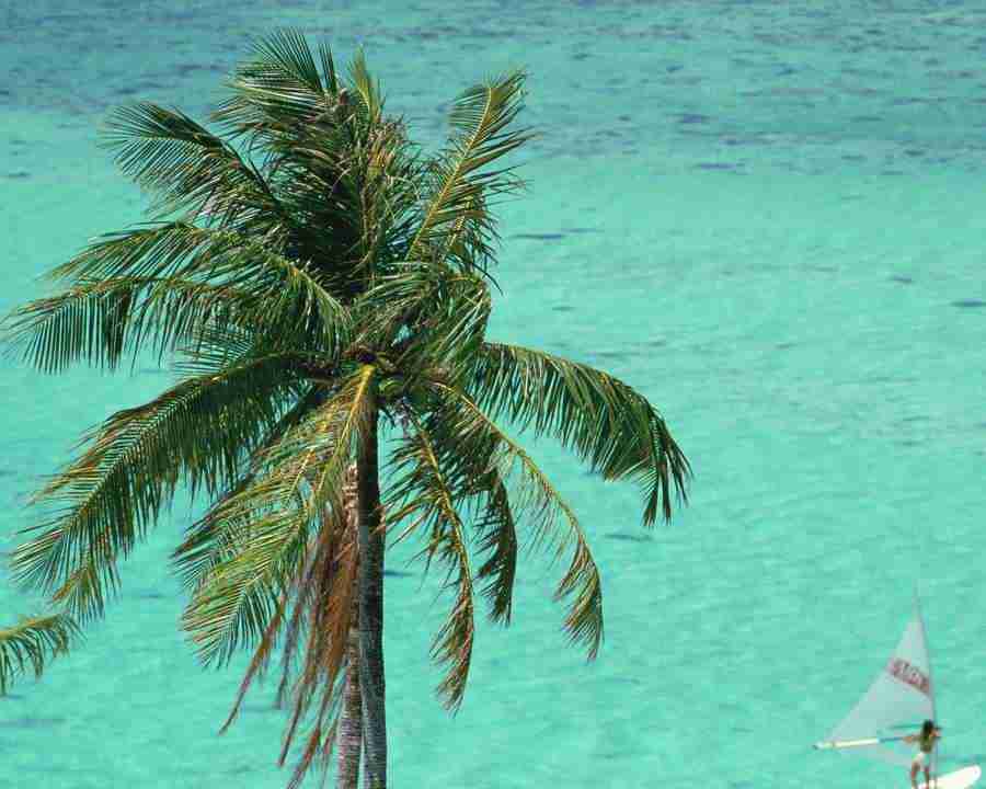 Tropical Vacation - Mixa Image Library ></a>
<script language=JavaScript> 
  var txt = 