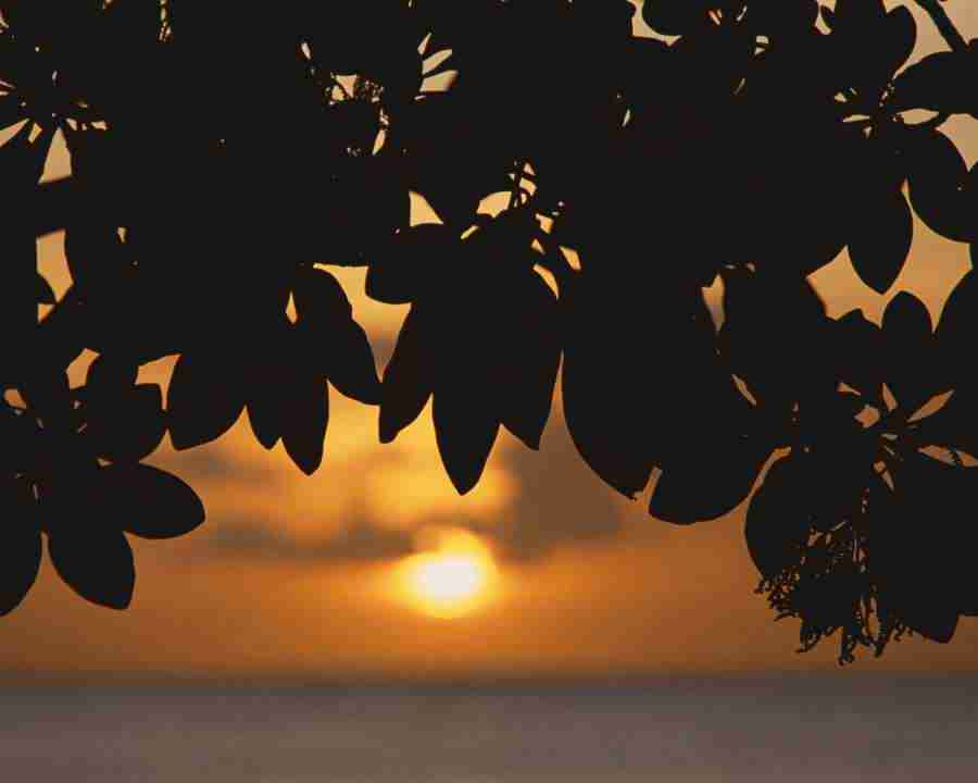 Tropical Vacation - Mixa Image Library ></a>
<script language=JavaScript> 
  var txt = 