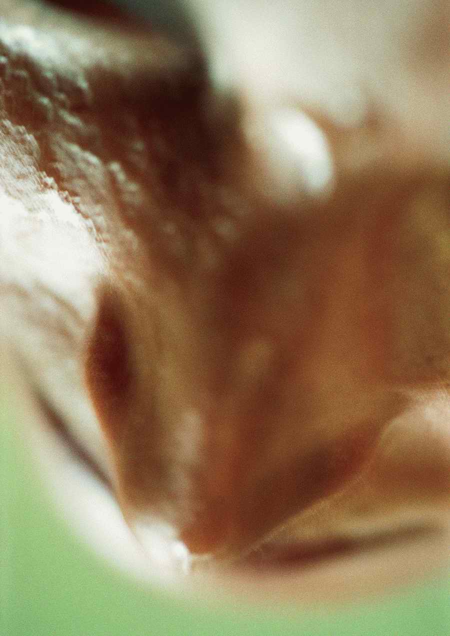 Fragment Faces - PhotoAlto ></a>
<script language=JavaScript> 
  var txt = 