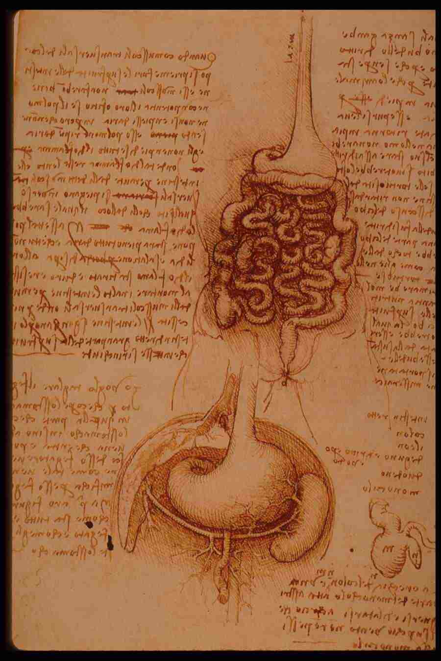 Leonardo Da Vinci - Planetart  ></a>
<script language=JavaScript> 
  var txt = 