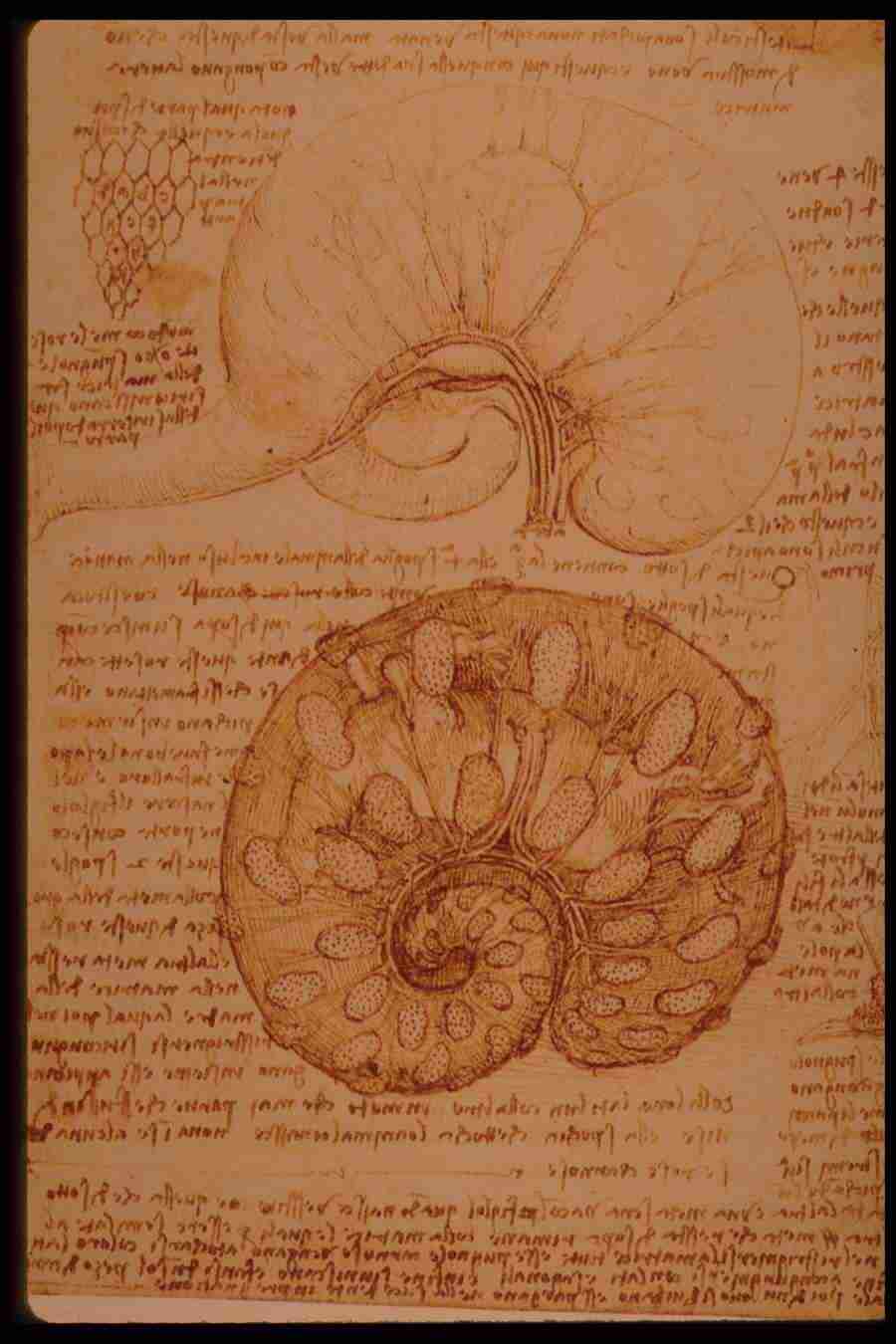 Leonardo Da Vinci - Planetart  ></a>
<script language=JavaScript> 
  var txt = 