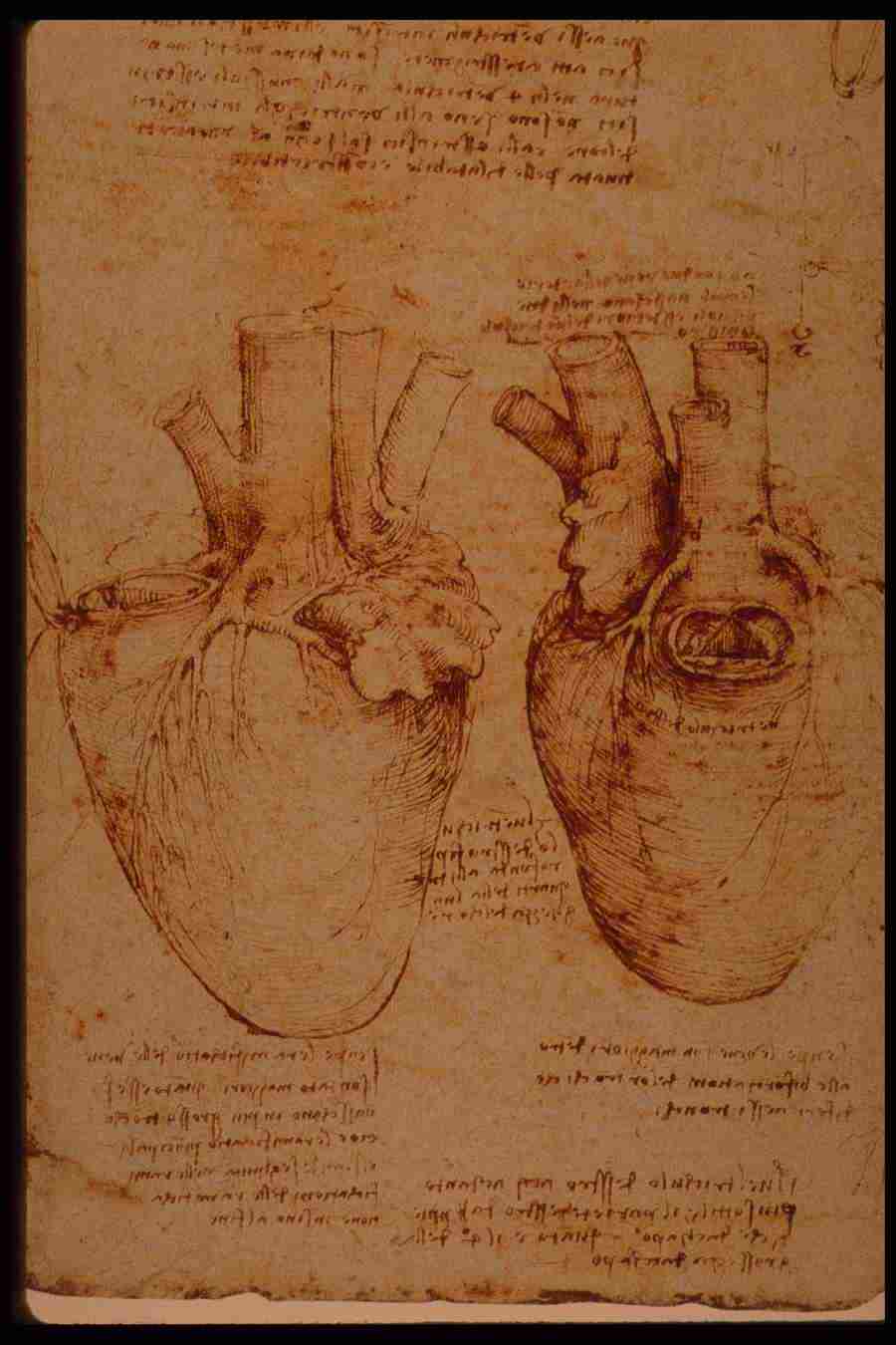 Leonardo Da Vinci - Planetart  ></a>
<script language=JavaScript> 
  var txt = 