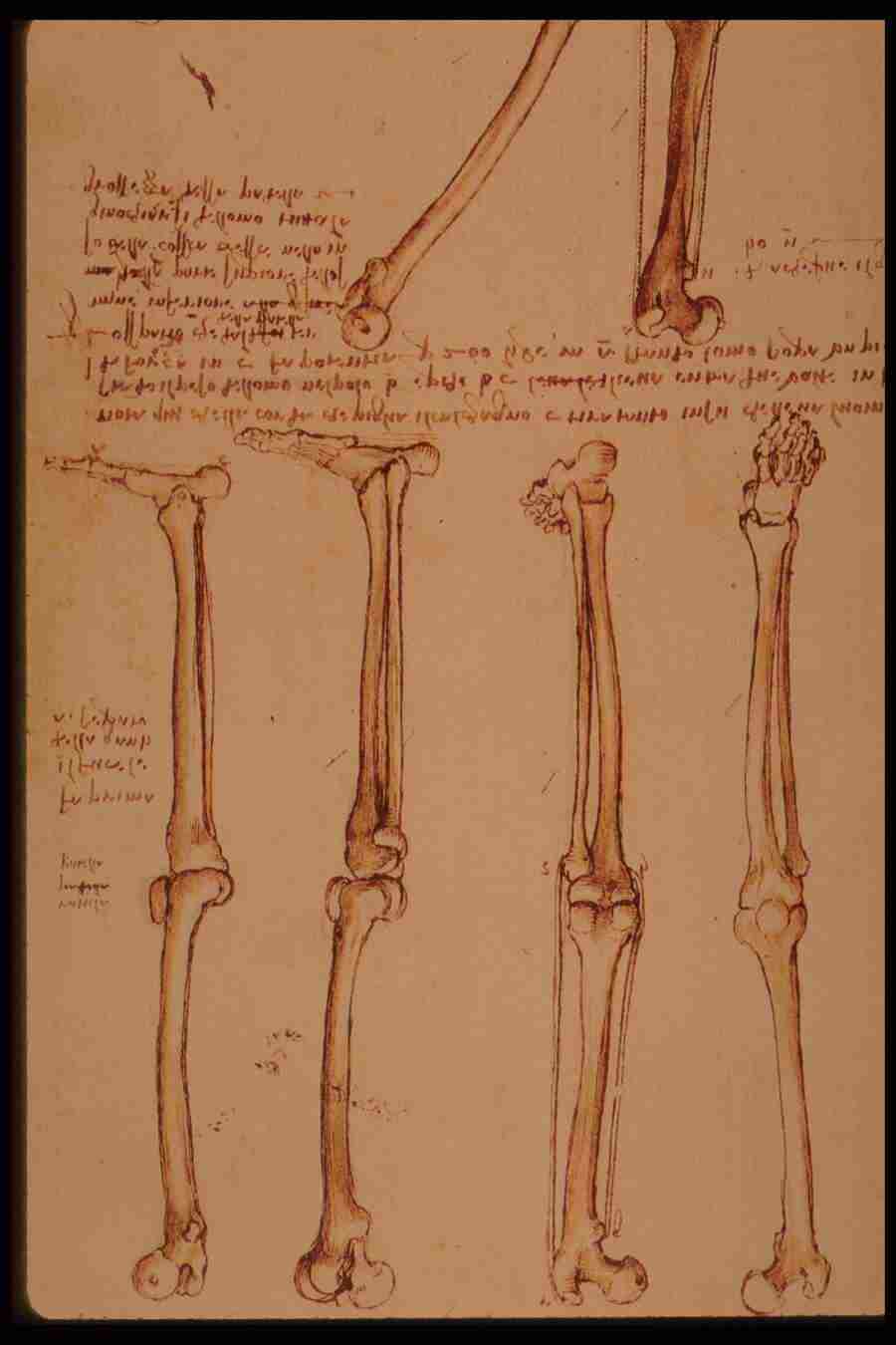 Leonardo Da Vinci - Planetart  ></a>
<script language=JavaScript> 
  var txt = 