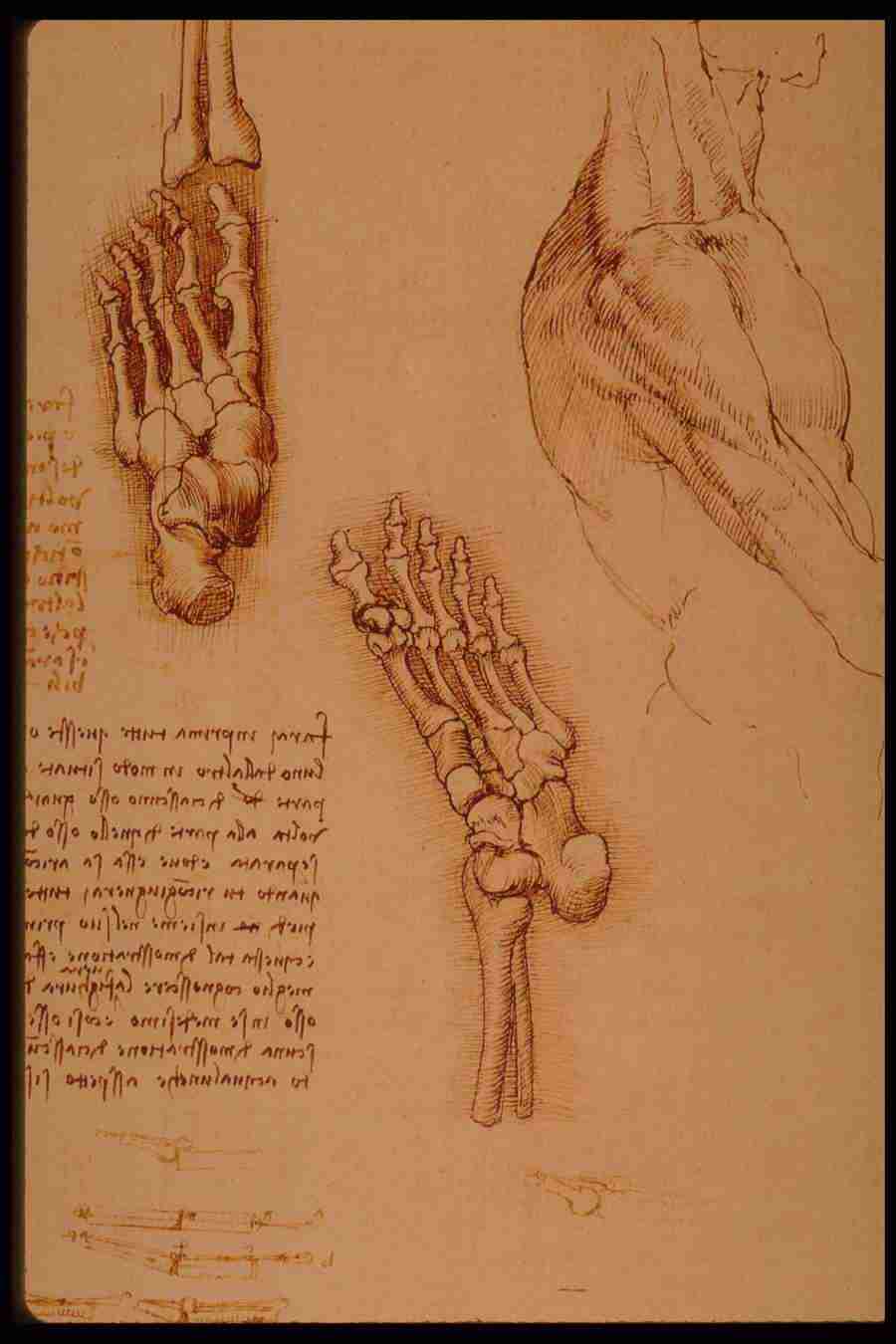 Leonardo Da Vinci - Planetart  ></a>
<script language=JavaScript> 
  var txt = 