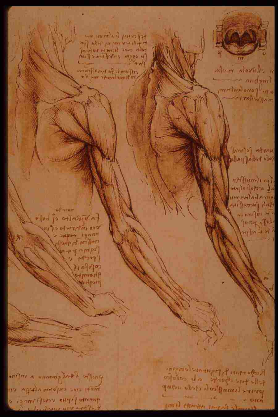 Leonardo Da Vinci - Planetart  ></a>
<script language=JavaScript> 
  var txt = 