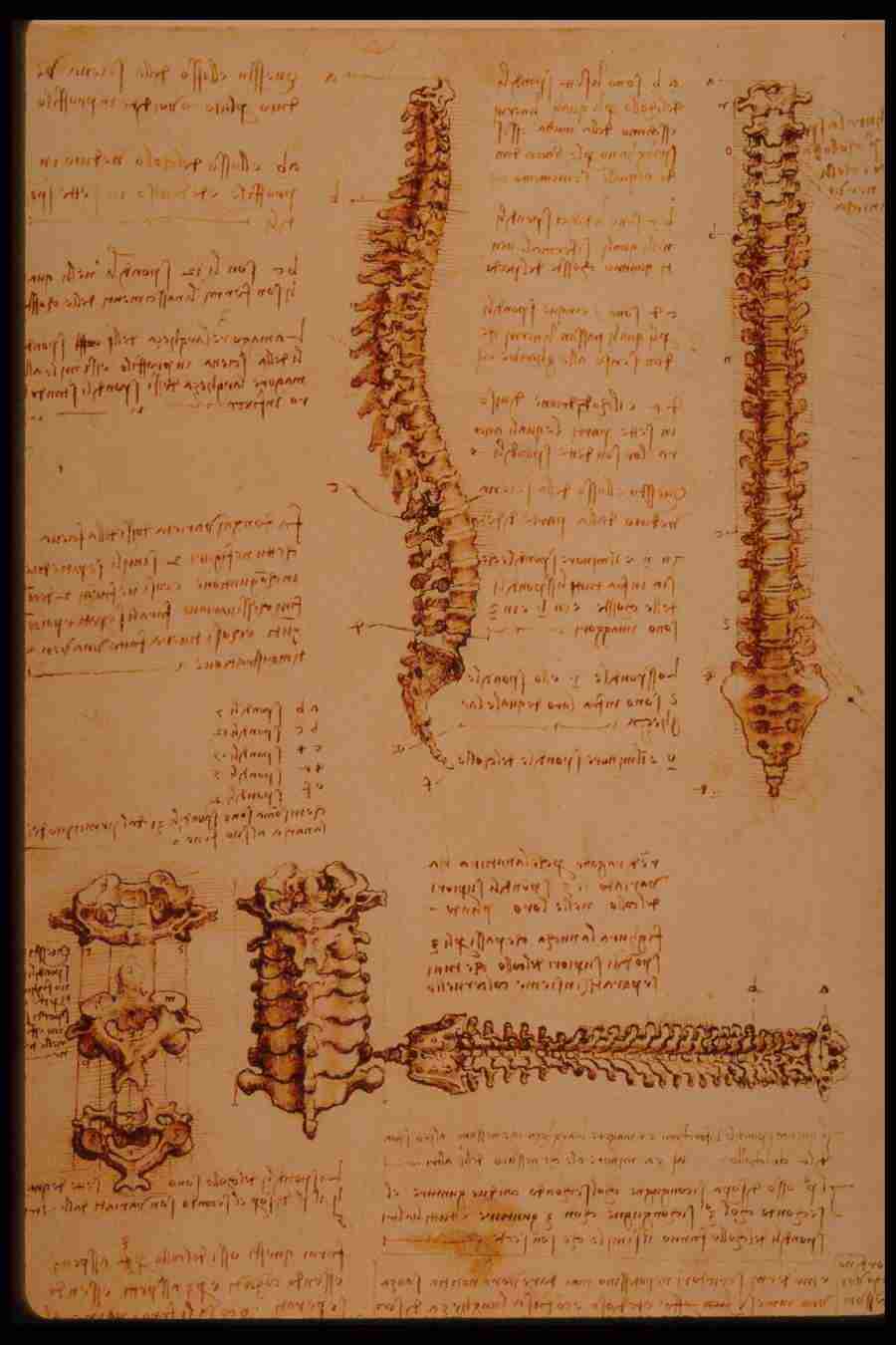 Leonardo Da Vinci - Planetart  ></a>
<script language=JavaScript> 
  var txt = 