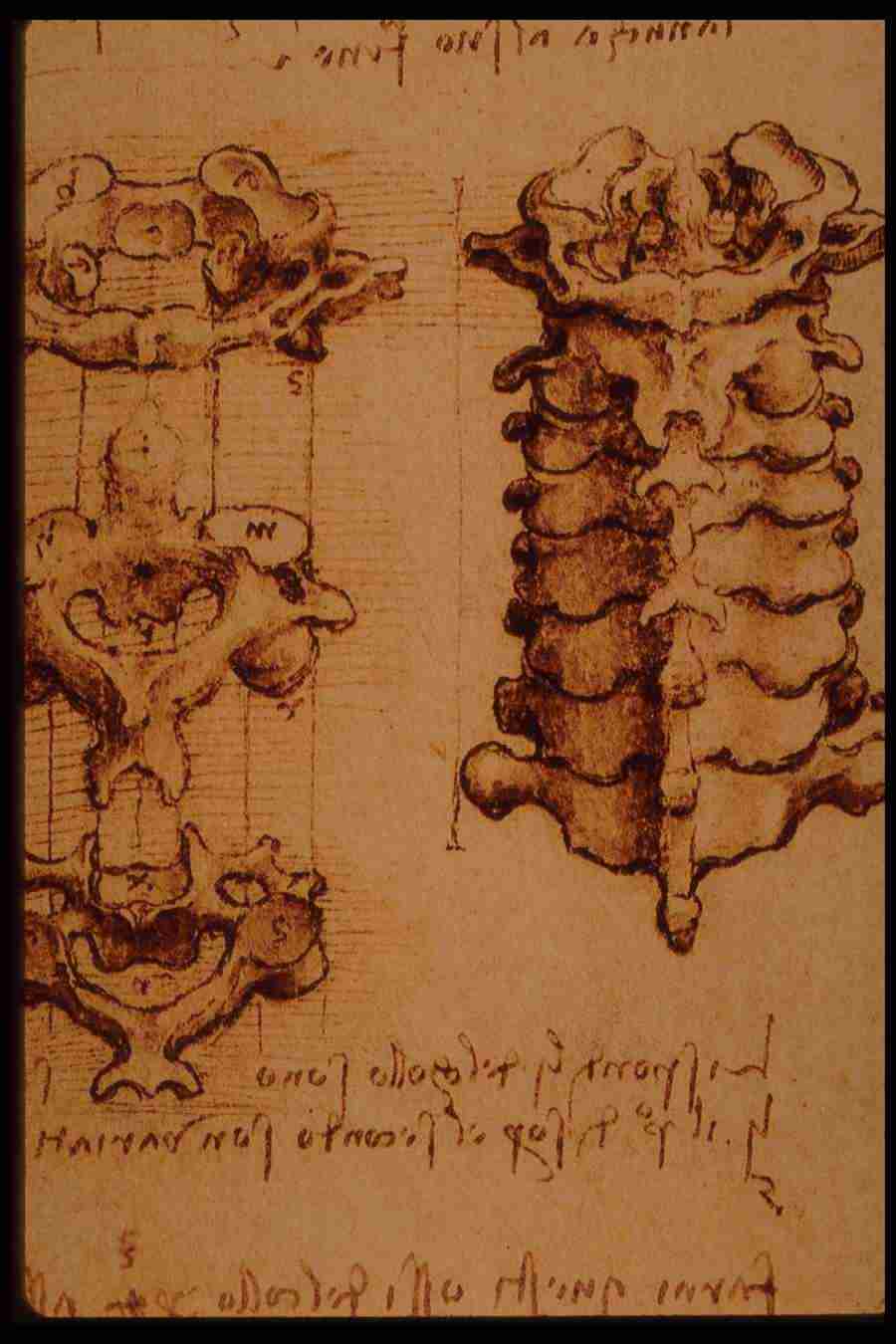 Leonardo Da Vinci - Planetart  ></a>
<script language=JavaScript> 
  var txt = 