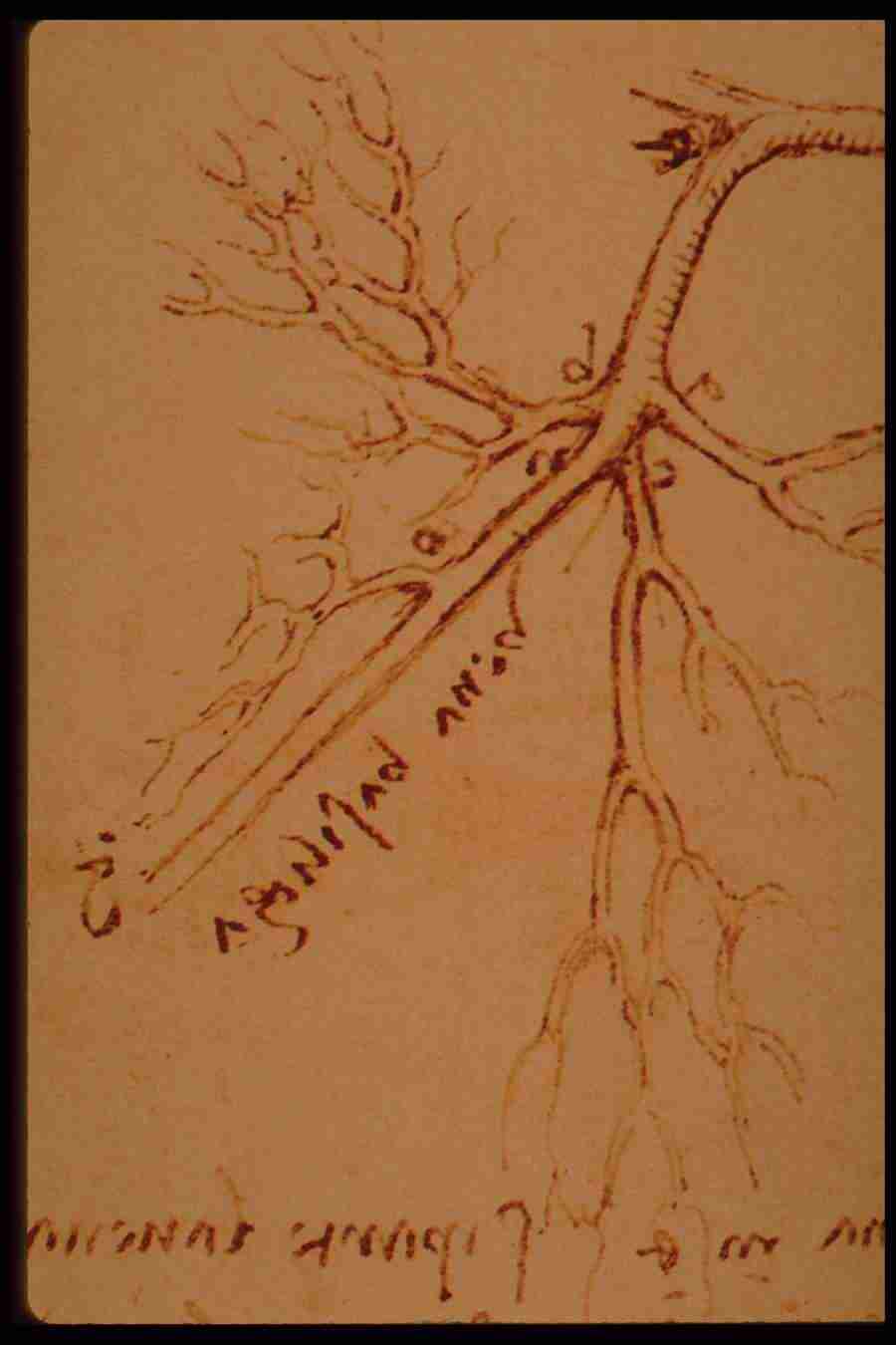 Leonardo Da Vinci - Planetart  ></a>
<script language=JavaScript> 
  var txt = 