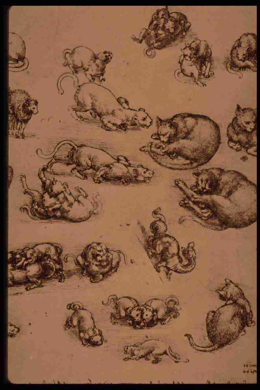 Leonardo Da Vinci - Planetart  ></a>
<script language=JavaScript> 
  var txt = 