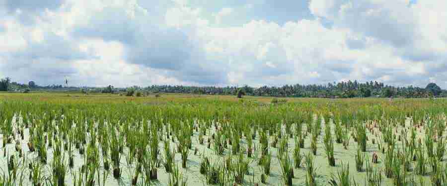 Panoramic Landscapes - PhotoAlto ></a>
<script language=JavaScript> 
  var txt = 