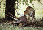 PhotoAlto: Wild Animals 