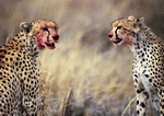 PhotoAlto: Wild Animals 