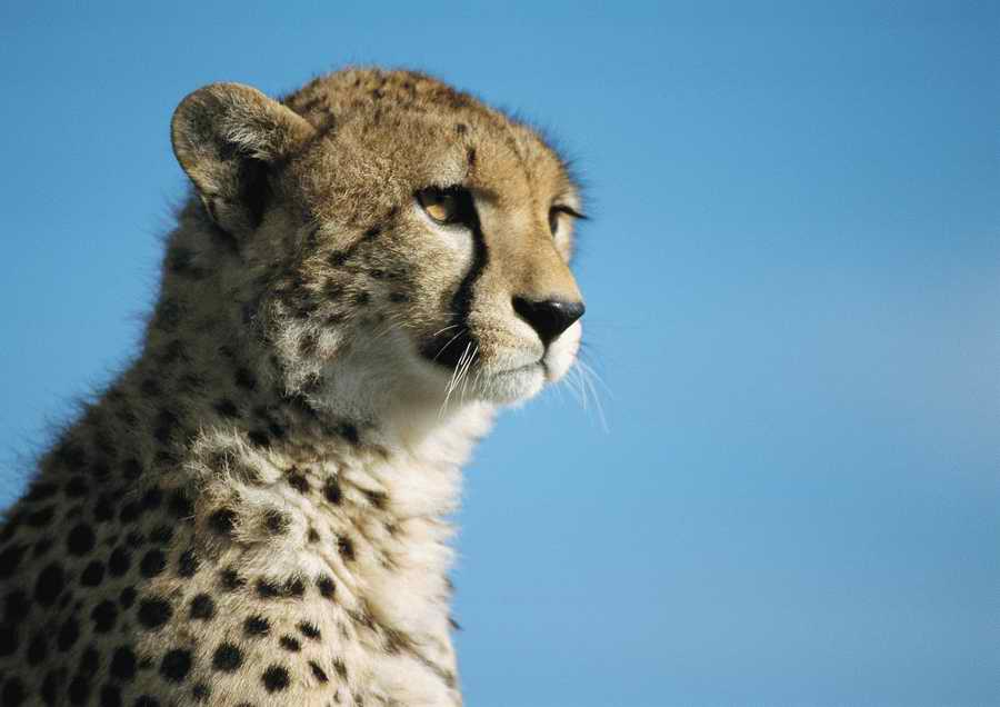 Wild Animals - PhotoAlto ></a>
<script language=JavaScript> 
  var txt = 
