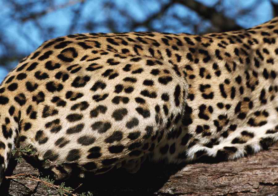 Wild Animals - PhotoAlto ></a>
<script language=JavaScript> 
  var txt = 