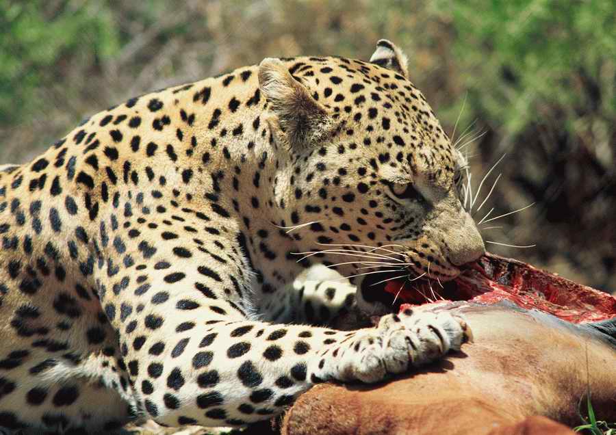 Wild Animals - PhotoAlto ></a>
<script language=JavaScript> 
  var txt = 