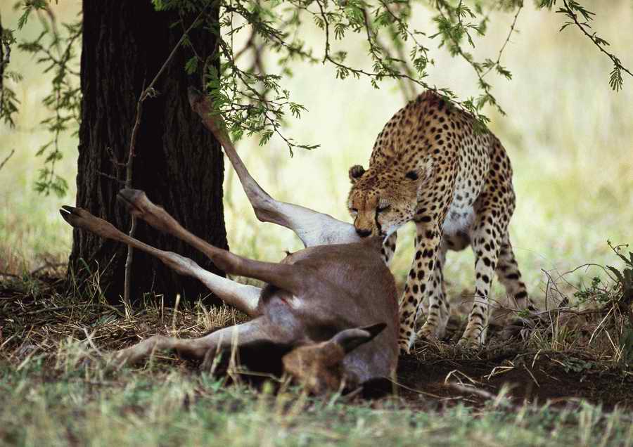 Wild Animals - PhotoAlto ></a>
<script language=JavaScript> 
  var txt = 