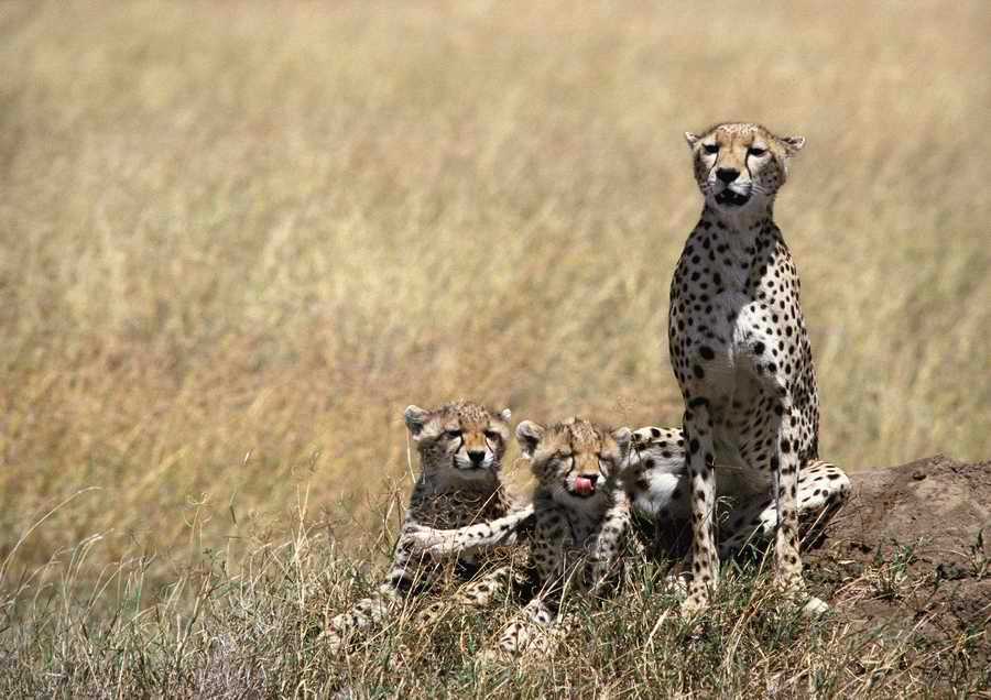 Wild Animals - PhotoAlto ></a>
<script language=JavaScript> 
  var txt = 