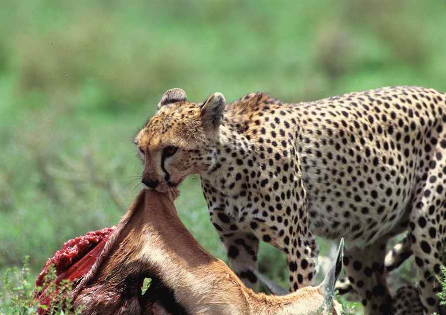 Wild Animals - PhotoAlto ></a>
<script language=JavaScript> 
  var txt = 
