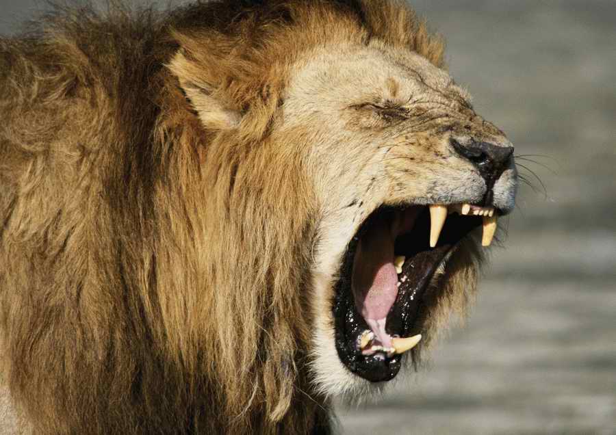 Wild Animals - PhotoAlto ></a>
<script language=JavaScript> 
  var txt = 