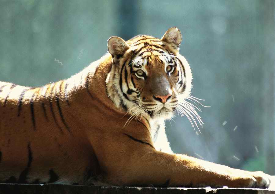 Wild Animals - PhotoAlto ></a>
<script language=JavaScript> 
  var txt = 