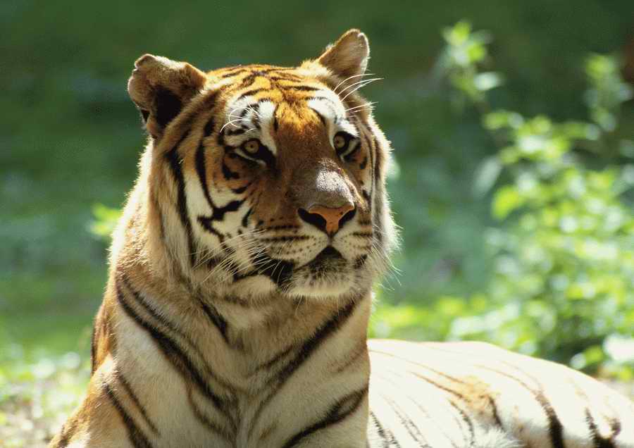 Wild Animals - PhotoAlto ></a>
<script language=JavaScript> 
  var txt = 