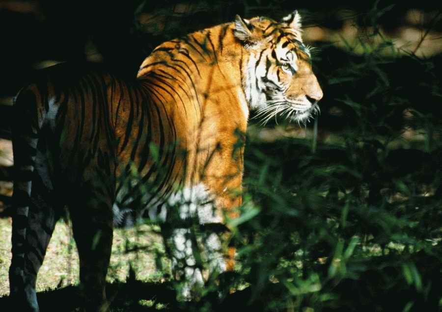 Wild Animals - PhotoAlto ></a>
<script language=JavaScript> 
  var txt = 