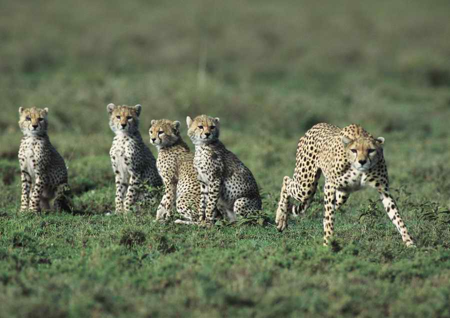 Wild Animals - PhotoAlto ></a>
<script language=JavaScript> 
  var txt = 