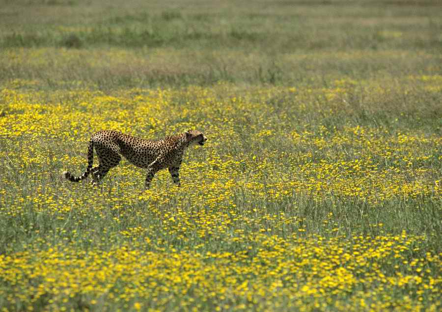 Wild Animals - PhotoAlto ></a>
<script language=JavaScript> 
  var txt = 