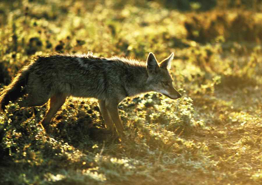 Wild Animals - PhotoAlto ></a>
<script language=JavaScript> 
  var txt = 