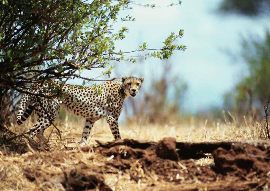 Wild Animals - PhotoAlto ></a>
<script language=JavaScript> 
  var txt = 